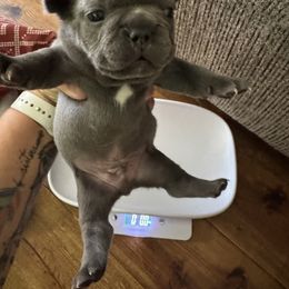 French Bulldog Puppies from Candice Thaggard