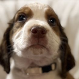 Daisy - Black white and tan female English Springer Spaniel puppy in Comer, Georgia from Stratton Spaniels