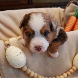 Sage - Red merle male Toy Australian Shepherd puppy in Albia, Iowa from J Bar M Toy and Mini Aussies