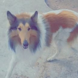 Ganon  - Collie