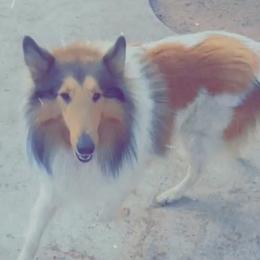 Ganon  - Collie