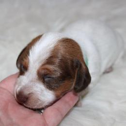Red Piebald Smooth Hair - Piebald male Dachshund puppy in Lily, Kentucky from Little Acres Miniature Dachshunds