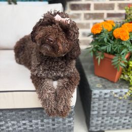 Honey - Poodle