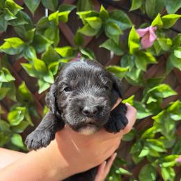Rex - Black and chalk male Australian Labradoodle puppy in Orange, California from Little Kingdom Doodles
