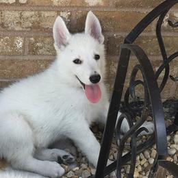 Berger Blanc Suisse and White Shepherd Puppies from Starfyre Berger Blanc Suisse / White Shepherds
