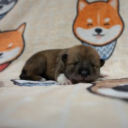 Purple Collar - Red sesame male Shikoku puppy in Pennsylvania from Aoiyama Sou Shikoku Kennel