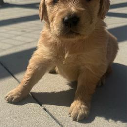 Orange Girl - Golden female Golden Retriever puppy in Rockwell, North Carolina from KnL Golden Acres