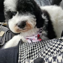 Bernedoodle and Cockapoo Puppies from Doodles of Joy