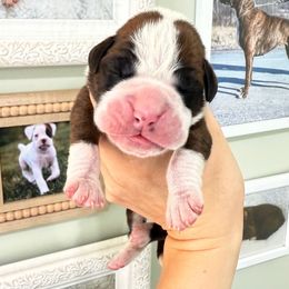 Blue Collar Flashy Brindle Male - Brindle male Boxer puppy in Alpine, New York from Kickin Rooster AKC Boxers