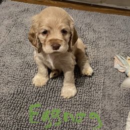 Eggnog - Cocker Spaniel puppy in Oklahoma from Southern Cottage Pups