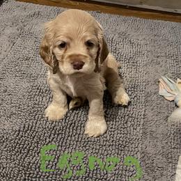 Eggnog - Cocker Spaniel puppy in Oklahoma from Southern Cottage Pups