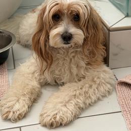 Goldendoodle puppies from Sassy’s Hollywood Poodles & Doodles