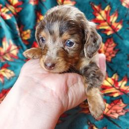 PENNE - Dapple female Dachshund puppy in Swink, Oklahoma from Palali Farm