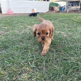 Cavalier King Charles Spaniel Puppies from Red Desert Cavalier’s