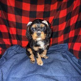 Sophia - Black and tan female Cavalier King Charles Spaniel puppy in Broken Arrow, Oklahoma from Cavalier King Charles Heartland