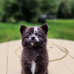 Espresso - Black and brindle female Pomeranian puppy in Inverness, Florida from Pompadorable Poms