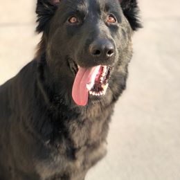 German Shepherd and Poodle All Grown Up from United Broughton Kennels