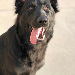 German Shepherd and Poodle All Grown Up from United Broughton Kennels