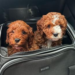 Cavapoo Puppies from Bailey & Bella Cavapoos