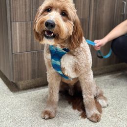 Bernedoodle, Goldendoodle, and Golden Mountain Doodle Puppies from Sonoran Standard Doodles