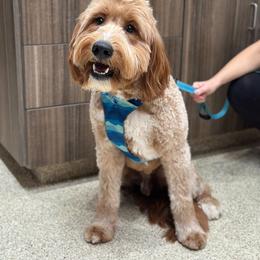 Bernedoodle, Goldendoodle, and Golden Mountain Doodle Puppies from Sonoran Standard Doodles