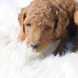 Goldendoodle Puppies from Lincoln Goldendoodles