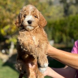 Hulk- gray collar - Red  male Goldendoodle puppy in Yuciapa, California from AlltheDoodlez_