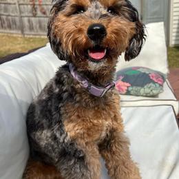 Aussiedoodle and Bernedoodle Puppies from Steindoodles