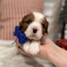 Wyatt - Cavalier King Charles Spaniel puppy from Cavis at Wryah Farm