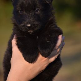 Max - Black male German Shepherd puppy in Azle, Texas from Nuckol's Canines German Shepherds