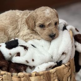 Jake - Cream male Goldendoodle puppy in Winston Salem, North Carolina from Salem Doodles