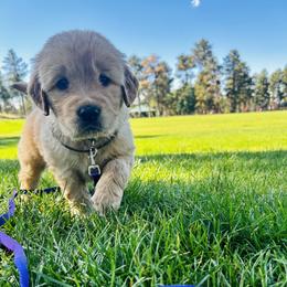 Dutch - Golden male Golden Retriever puppy in Peyton, Colorado from Jana Belanger