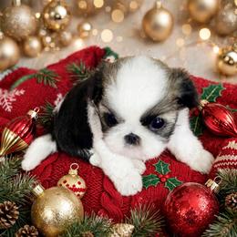 Shichon and Shih Tzu Puppies from Angie’s Teddy Bear Puppies Minnesota