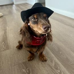 Dachshund All Grown Up from Dix n’ Dot Dachshunds