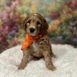 Turk - Apricot male Goldendoodle puppy in Stroudsburg, Pennsylvania from Momma’s Mini Goldendoodles