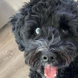 Miniature Schnauzers and Schnoodles from Schnauzers Of Taylor