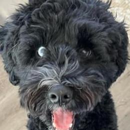 Miniature Schnauzers and Schnoodles from Schnauzers Of Taylor