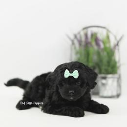 Liberty (Mint Collar Girl) - Black female Cavapoo puppy in Republic, Missouri from Red Skye Puppies