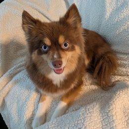 Terra - Pomsky
