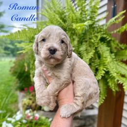 Roman Candle - Yellow and white male Bernedoodle puppy in Midland, Michigan from Northern Charm Farm