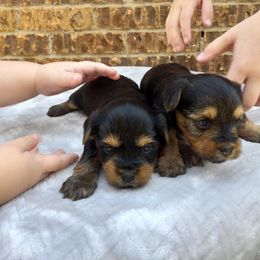 Yorkshire Terrier Puppies from The Yorkie Empire