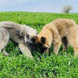 Belgian Tervuren puppies from Century Hills Farm