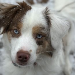 Fern - Miniature American Shepherd