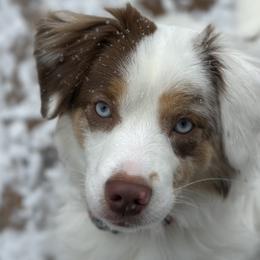 Fern - Miniature American Shepherd