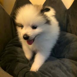 Grace - Cream parti female Pomeranian puppy in South Euclid, Ohio from ARC Kennels