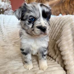Nash - Blue merle male Miniature Australian Shepherd puppy in New Hampton, Iowa from Full River Australian Shepherds