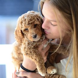 Goldendoodle Puppies from Glittering Grace Goldendoodles
