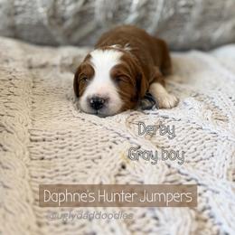 Derby - Red  male Goldendoodle puppy in Orangevale, California from Ugly Dad Doodles