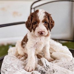 Gus - Merle male Labradoodle puppy in Elizabeth City, North Carolina from Howdy Doodles