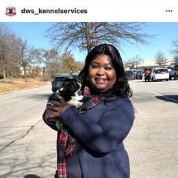 Shihpoo Puppies from Dws_kennelservices